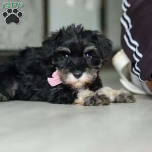 Daisy, Miniature Schnauzer Puppy